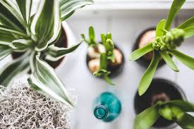 plants
