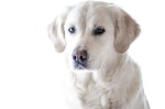 Ask These Questions If Your Dog Is&nbsp;Ill