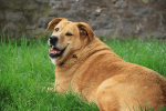Important Steps For Preventing Obesity In&nbsp;Dogs