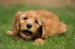 Puppy Talk: How To Keep Your Pet Happy This&nbsp;Summer