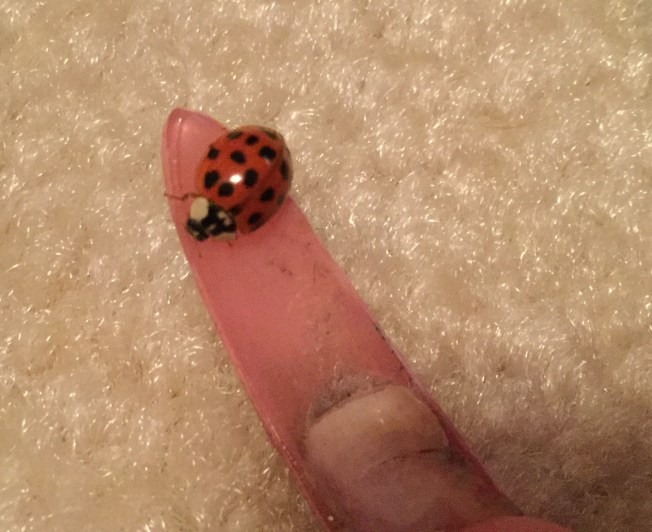 ladybug
