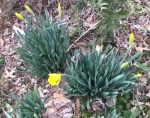 daffodil2