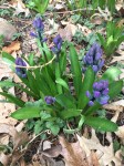 hyacinth2