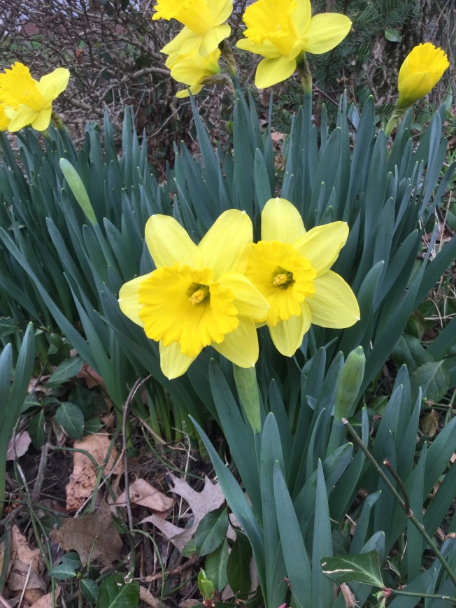 daff