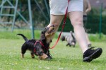 The Most Important Aspects Of Training Your&nbsp;Dog