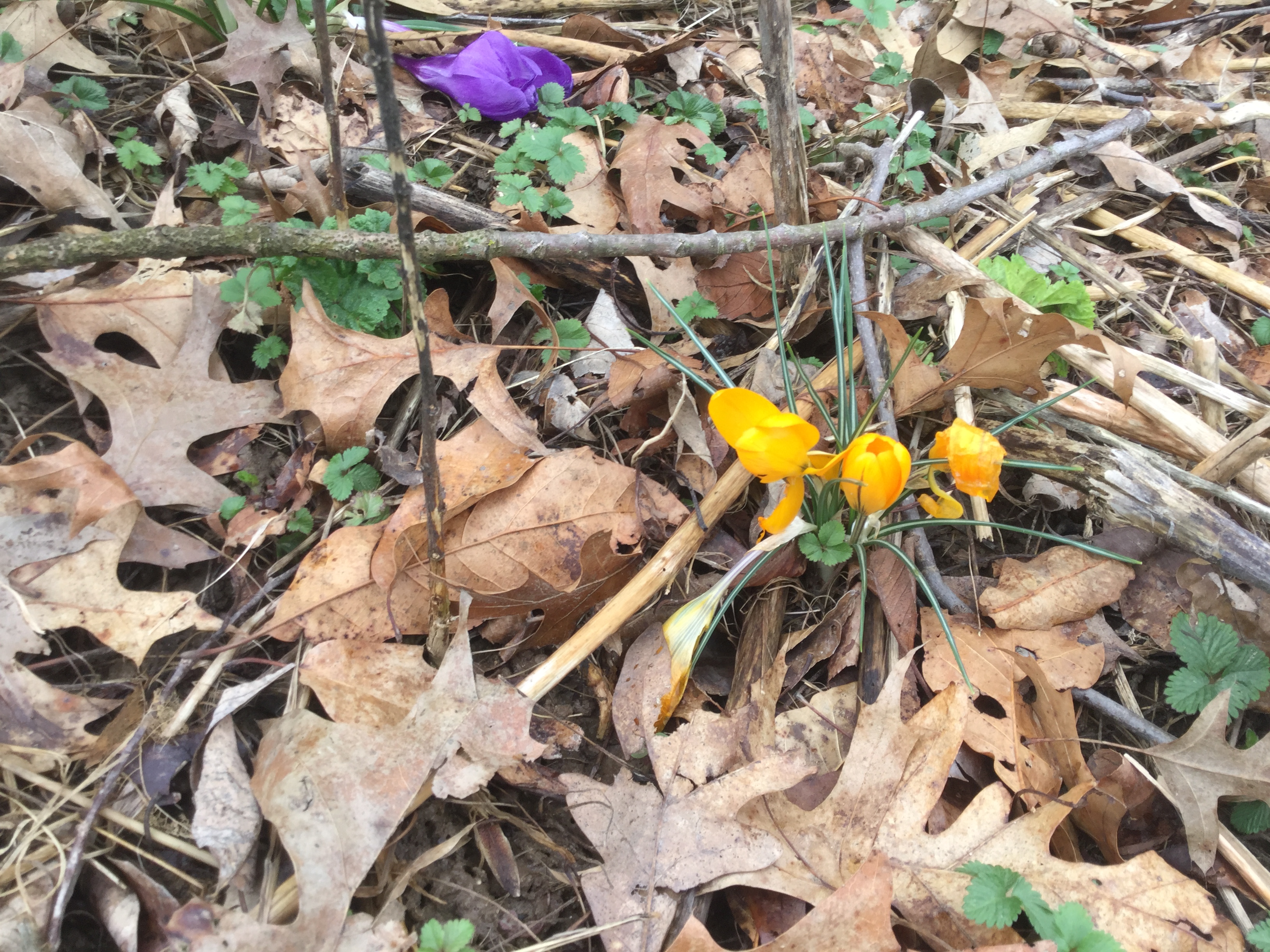 C5267479-4D55-4CFE-A67D-3F0F014E2ED0