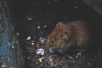 Why Rats Are In Your House – And What To Do About&nbsp;It!