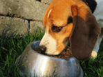 Pet Care: Dos And&nbsp;Don’ts