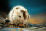 How To Discourage Rodent Pests In Your&nbsp;Home