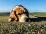 What To Do When Your Pet Has Dog Flu