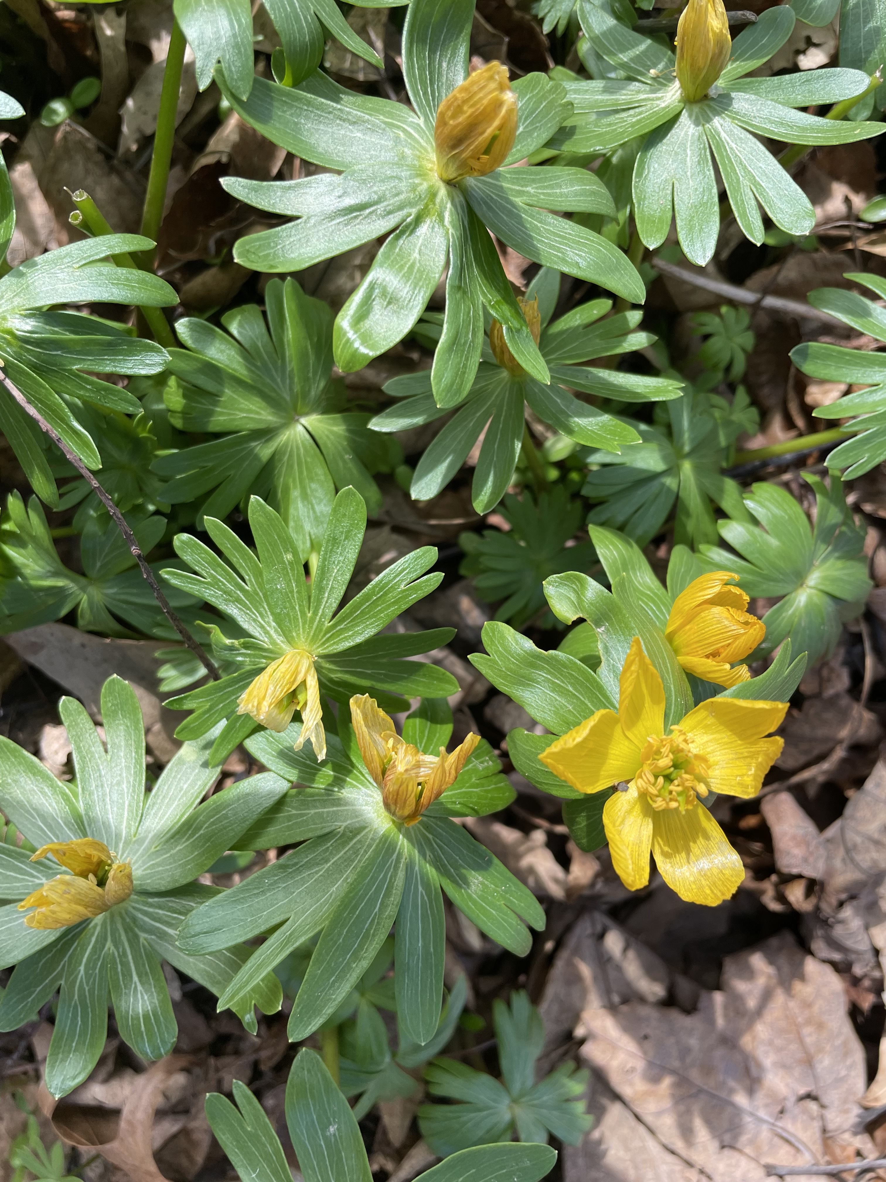 image_67236097