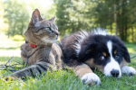 6 Tips For Improving Your Pet’s&nbsp;Life