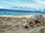 4 Helpful Ways To Accommodate Your Pet While&nbsp;Traveling