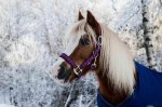 5 Ways To Better Animal Health During&nbsp;Winter