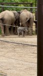 Columbus Zoo Babies