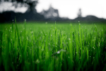 How To Pest-Proof Your Lawn Before&nbsp;Winter