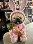 Bunny Pug!!!!